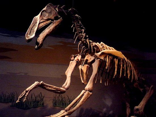 Museo Municipal De Ciencias Naturales Lorenzo Scaglia